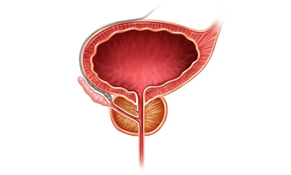 localisation de la prostate chez l'homme